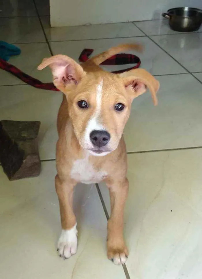 Cachorro ra a Vira-Lata idade 2 a 6 meses nome Kakashi