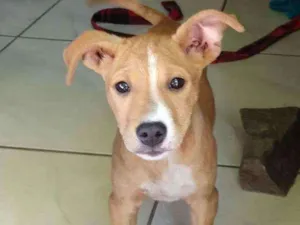 Cachorro raça Vira-Lata idade 2 a 6 meses nome Kakashi