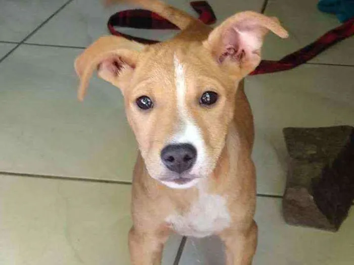 Cachorro ra a Vira-Lata idade 2 a 6 meses nome Kakashi