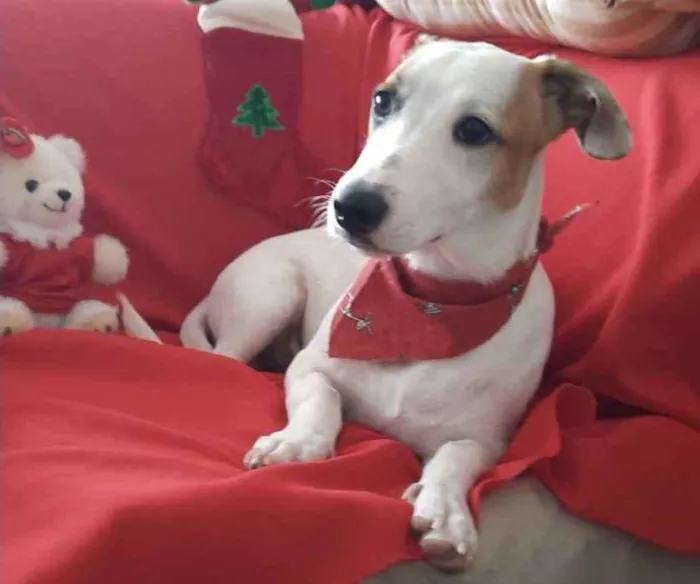 Cachorro ra a Mestiço  idade 7 a 11 meses nome Thor 