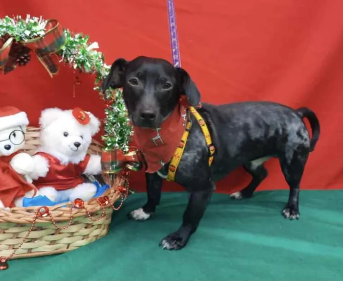 Cachorro ra a Mestiço  idade 2 anos nome Oreo 