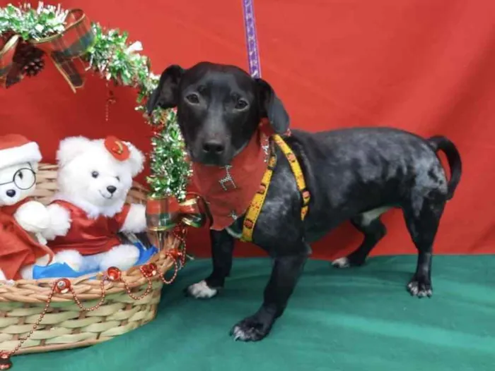 Cachorro ra a Mestiço  idade 2 anos nome Oreo 