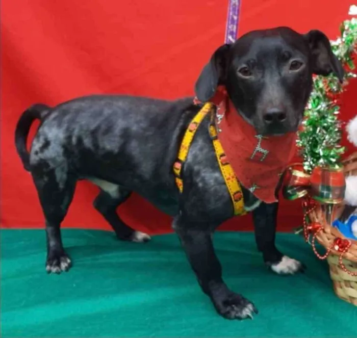 Cachorro ra a Mestiço  idade 2 anos nome Oreo 