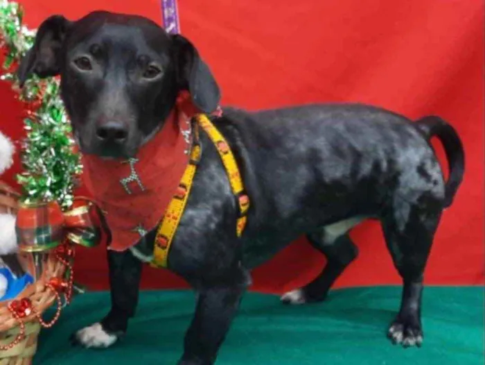 Cachorro ra a Mestiço  idade 2 anos nome Oreo 