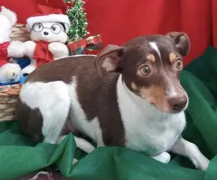 Cachorro ra a Mestiça  idade 1 ano nome Leide 