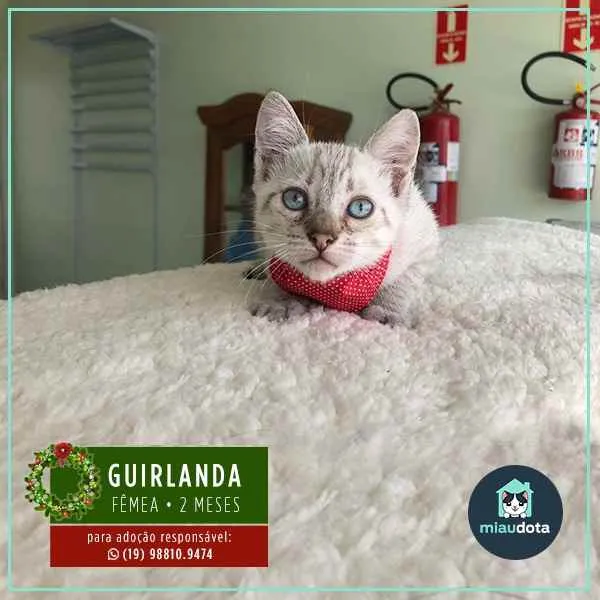 Gato ra a SRD idade 2 a 6 meses nome Guirlanda