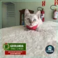 Guirlanda