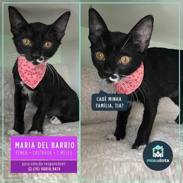 Gato ra a Srd idade 2 a 6 meses nome Maria do Bairro