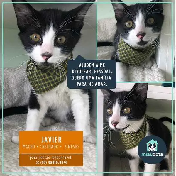 Gato ra a Srd idade  nome Javier