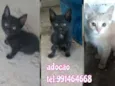 Filhotes