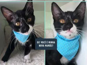 Gato raça Srd idade 2 a 6 meses nome Juan