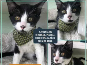 Gato raça Srd idade  nome Javier