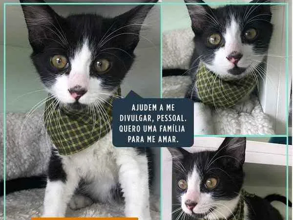 Gato ra a Srd idade  nome Javier