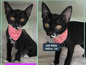 Gato raça Srd idade 2 a 6 meses nome Maria do Bairro