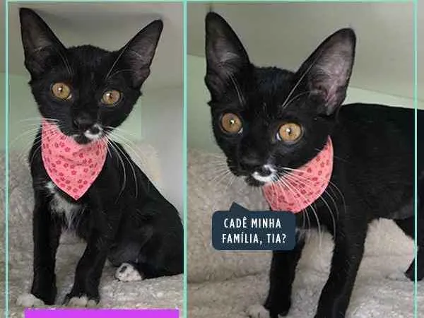 Gato ra a Srd idade 2 a 6 meses nome Maria do Bairro