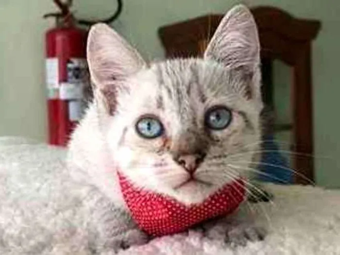 Gato ra a SRD idade 2 a 6 meses nome Guirlanda