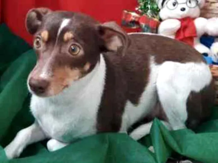 Cachorro ra a Mestiça  idade 1 ano nome Leide 