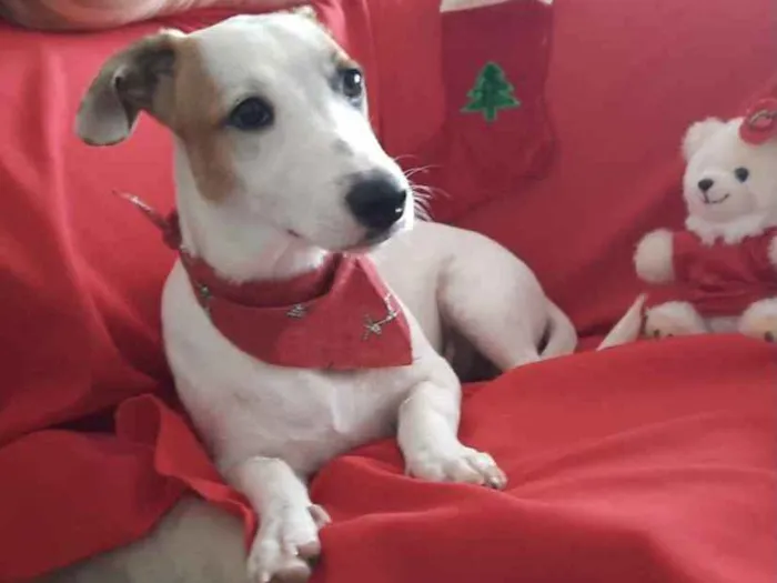 Cachorro ra a Mestiço  idade 7 a 11 meses nome Thor 