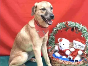 Cachorro raça SRD idade 7 a 11 meses nome Marley