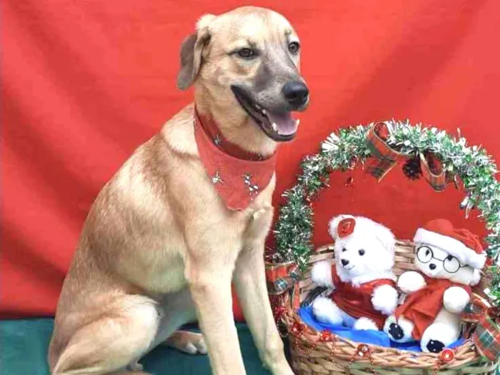 Cachorro ra a SRD idade 7 a 11 meses nome Marley