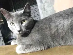 Gato raça SRD idade 7 a 11 meses nome Hércules 