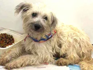 Cachorro raça SRD idade 1 ano nome Inácio