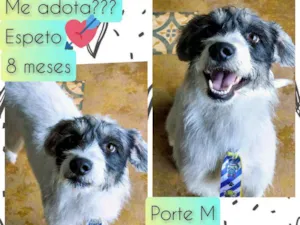 Cachorro raça SRD idade 7 a 11 meses nome Espeto