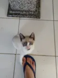 Lindos gatinhos filh