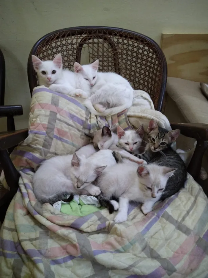 Gato ra a Srd idade Abaixo de 2 meses nome Lindos gatinhos filh