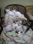 Lindos gatinhos filh