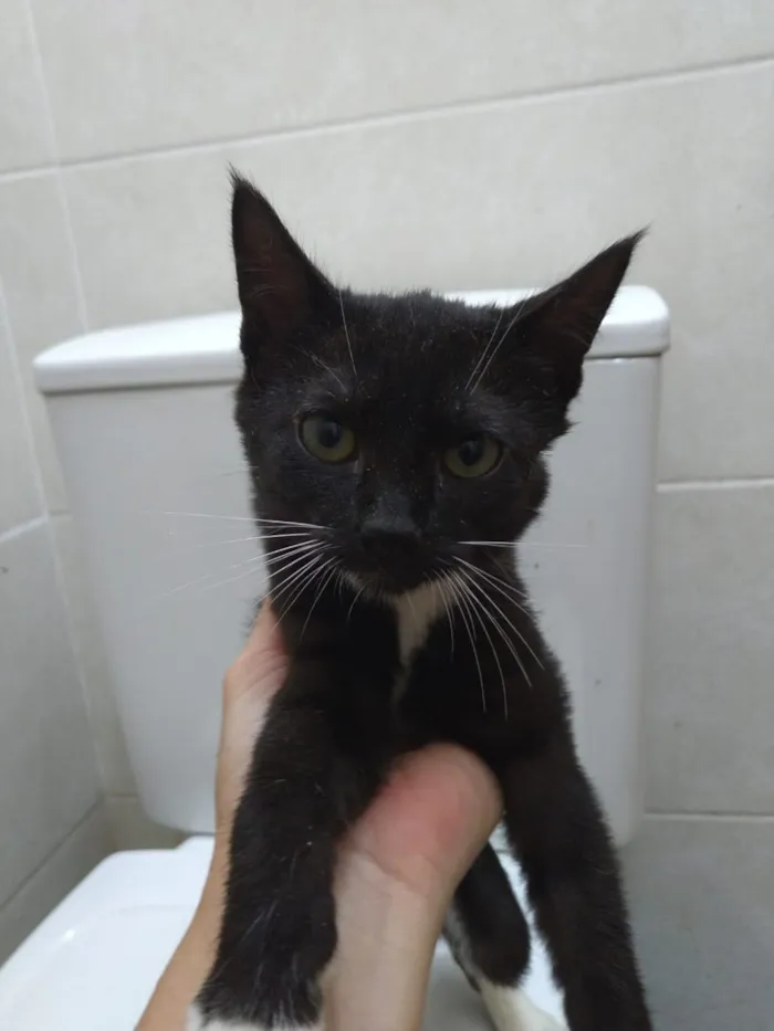 Gato ra a Srd idade Abaixo de 2 meses nome Lindos gatinhos filh