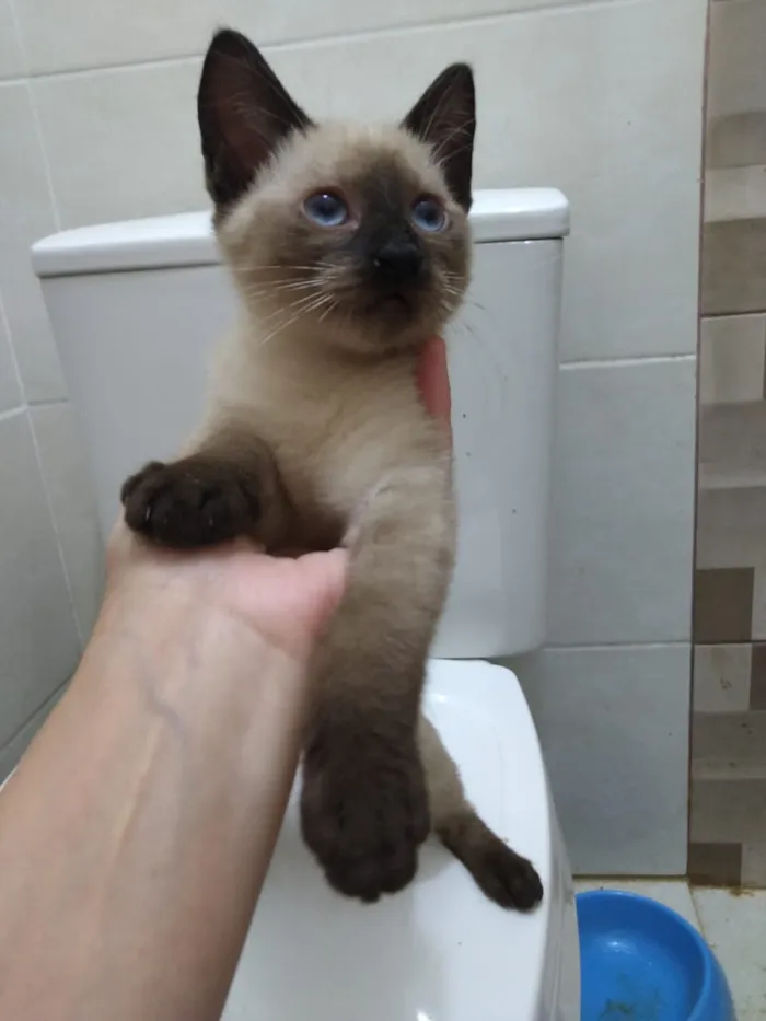 Gato ra a Srd idade Abaixo de 2 meses nome Lindos gatinhos filh