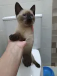 Lindos gatinhos filh