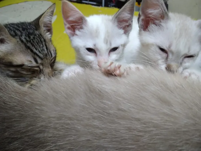 Gato ra a Srd idade Abaixo de 2 meses nome Lindos gatinhos filh