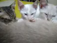 Lindos gatinhos filh