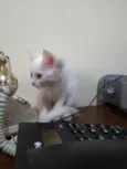 Lindos gatinhos filh