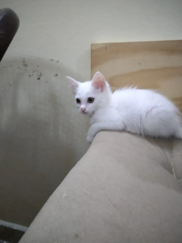 Gato ra a Srd idade Abaixo de 2 meses nome Lindos gatinhos filh