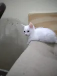 Lindos gatinhos filh