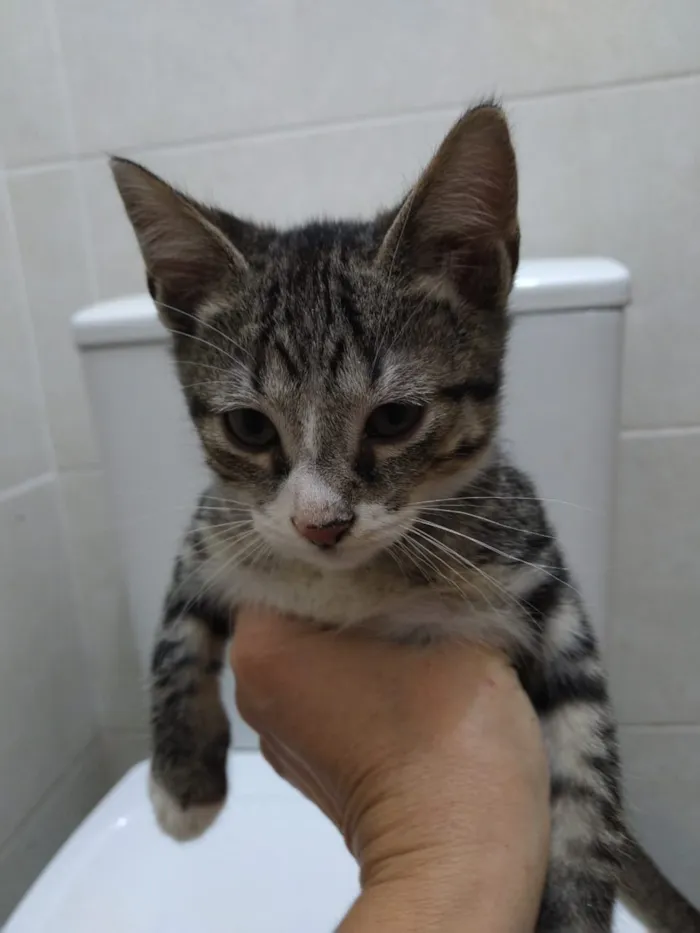 Gato ra a Srd idade Abaixo de 2 meses nome Lindos gatinhos filh