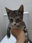 Lindos gatinhos filh