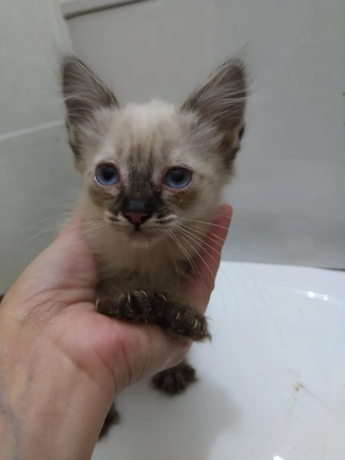 Gato ra a Srd idade Abaixo de 2 meses nome Lindos gatinhos filh