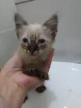 Lindos gatinhos filh