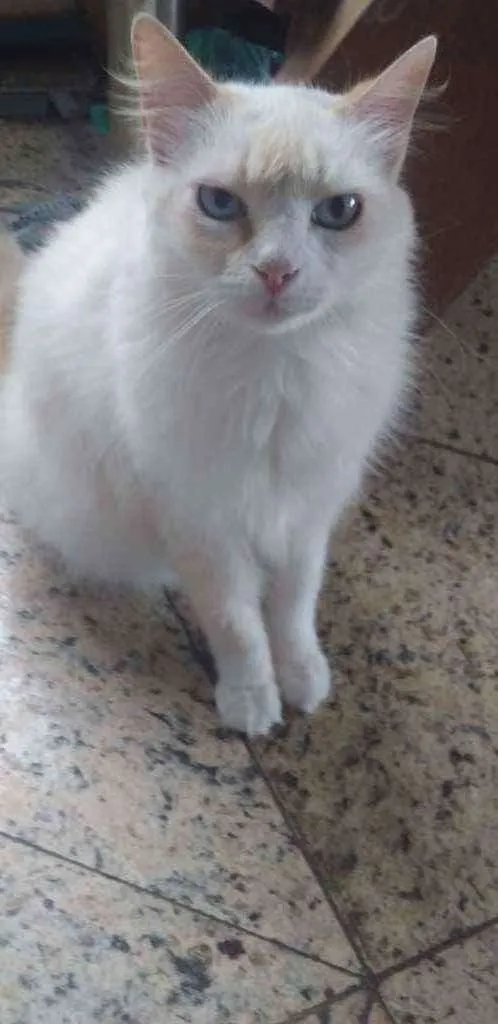Gato raça Angorá idade 3 anos nome Mimi