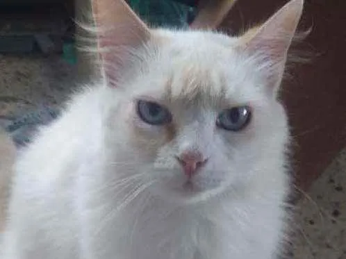 Gato raça Angorá idade 3 anos nome Mimi