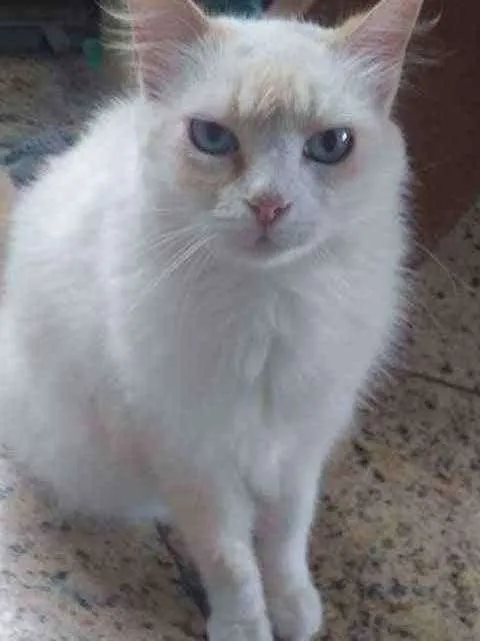 Gato raça Angorá idade 3 anos nome Mimi