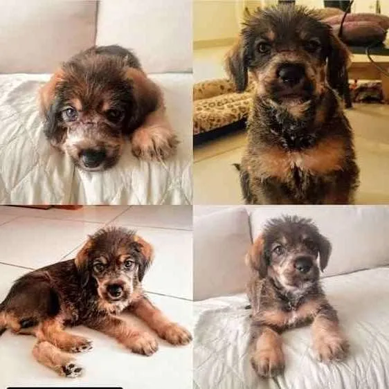 Cachorro ra a SRD idade 2 a 6 meses nome Shoyu