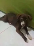 Panqueca