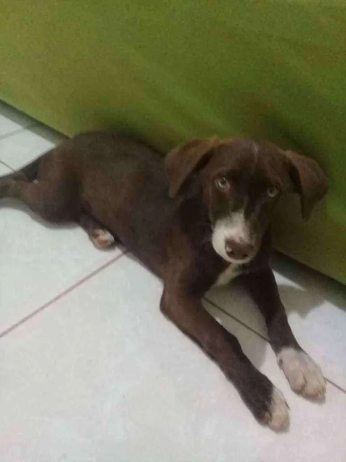 Cachorro raça  idade 2 a 6 meses nome Panqueca