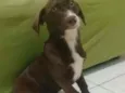 Panqueca