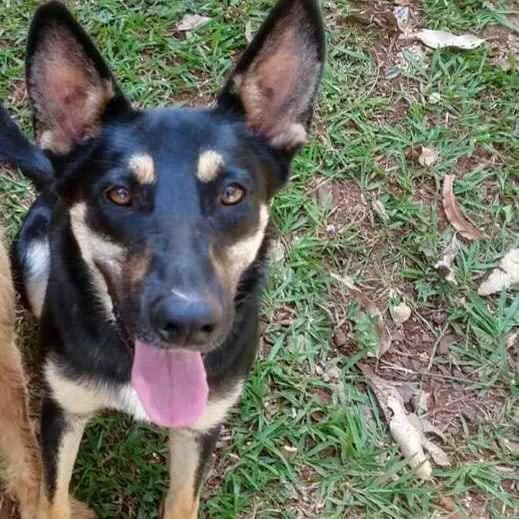 Cachorro raça Pastor Alemão misturado idade 2 anos nome Toby